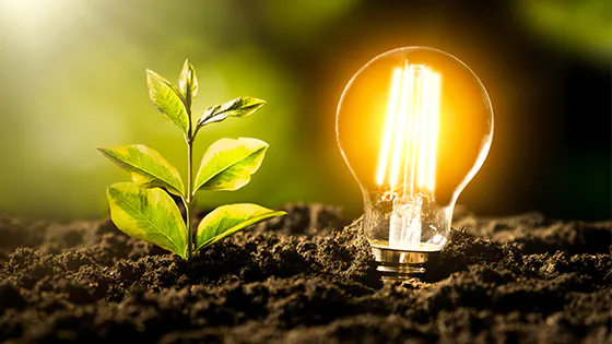 Gl&uuml;hbirne mit Pflanze 